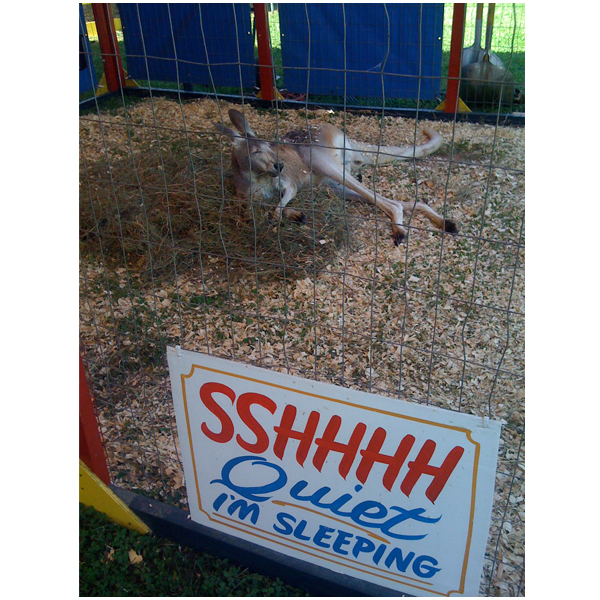 A Kangaroo sleeping at the Dutchess County Fair.